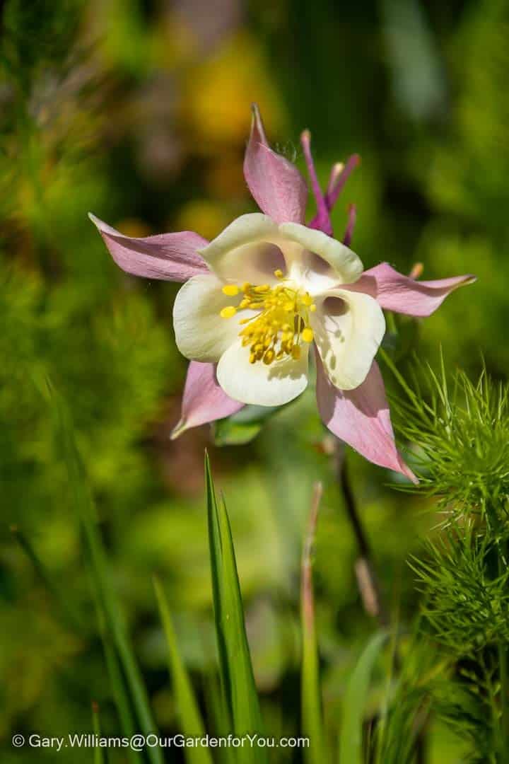 A delicate pink and white aquilegia flower blooms in a sunny English cottage garden, surrounded by soft green foliage and natural spring planting. This close-up garden photograph captures the intricate petals and vibrant yellow stamens of a classic late-spring perennial.