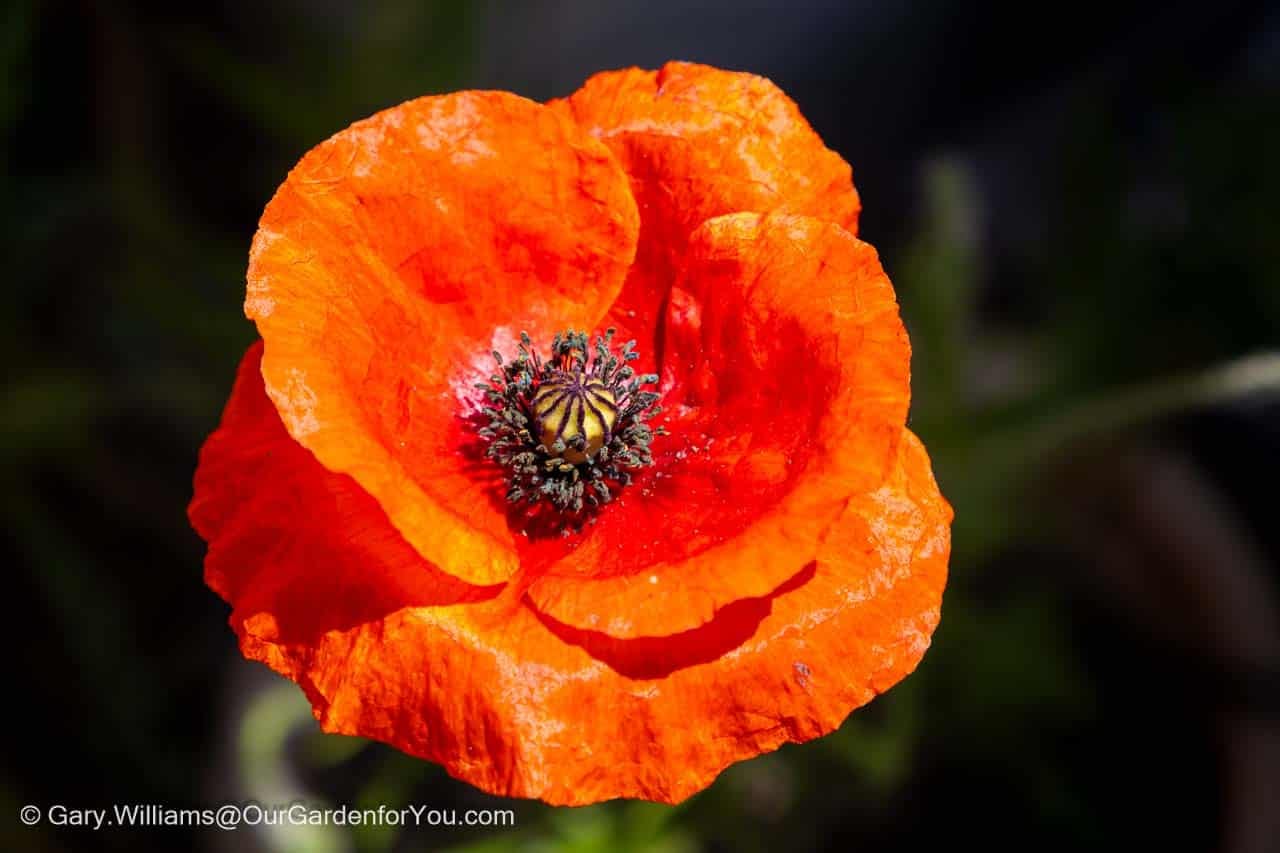 A vibrant red-orange poppy flower glows in bright sunlight, showcasing its delicate crinkled petals and striking central seed pod. This colourful cottage garden bloom adds dramatic seasonal interest and attracts pollinators to the garden.