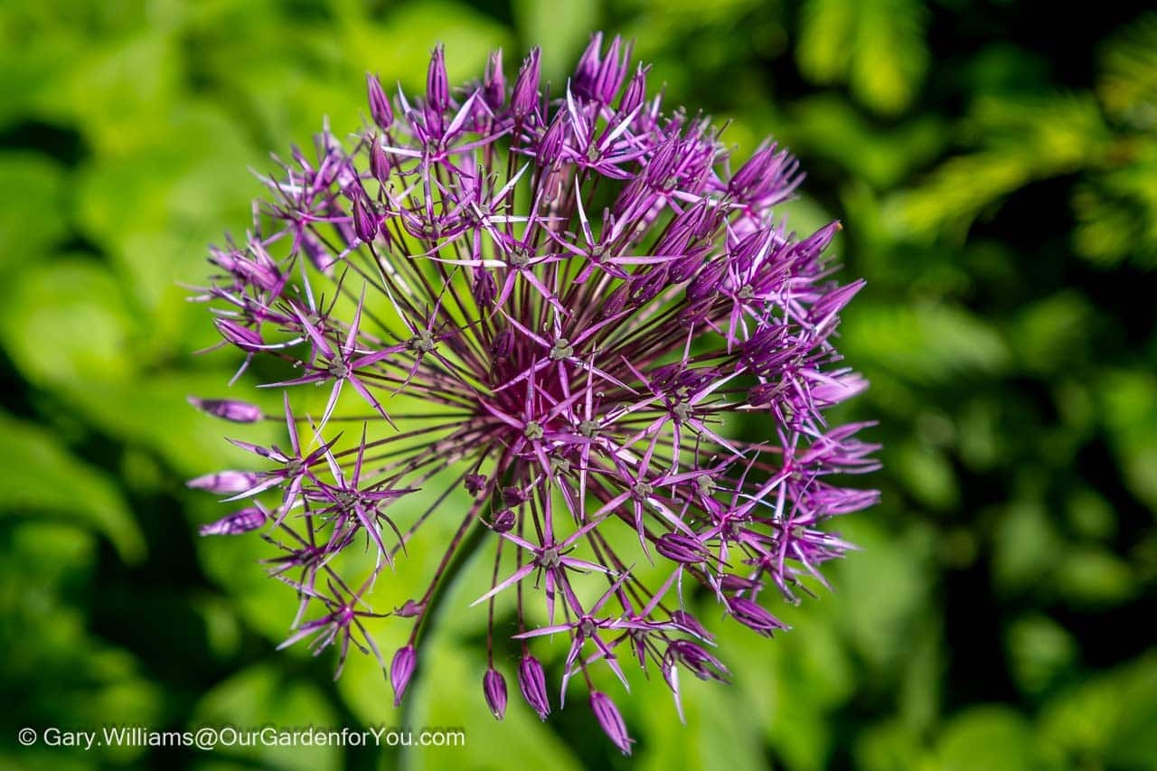 Featured image for “May 2026, Our Garden for You monthly roundup”