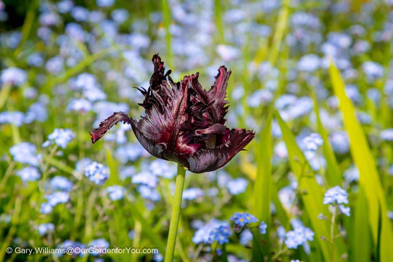 A deep burgundy tulip blooms dramatically among soft blue forget-me-nots in a vibrant spring garden border. This colourful April display highlights classic cottage garden planting combinations.