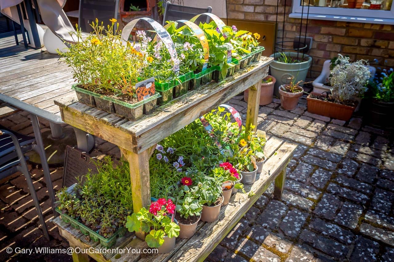 A collection of colourful bedding plants and young seedlings sits on a weathered wooden display table ready for planting. This seasonal gardening scene captures the preparation and excitement of creating vibrant summer flower displays.