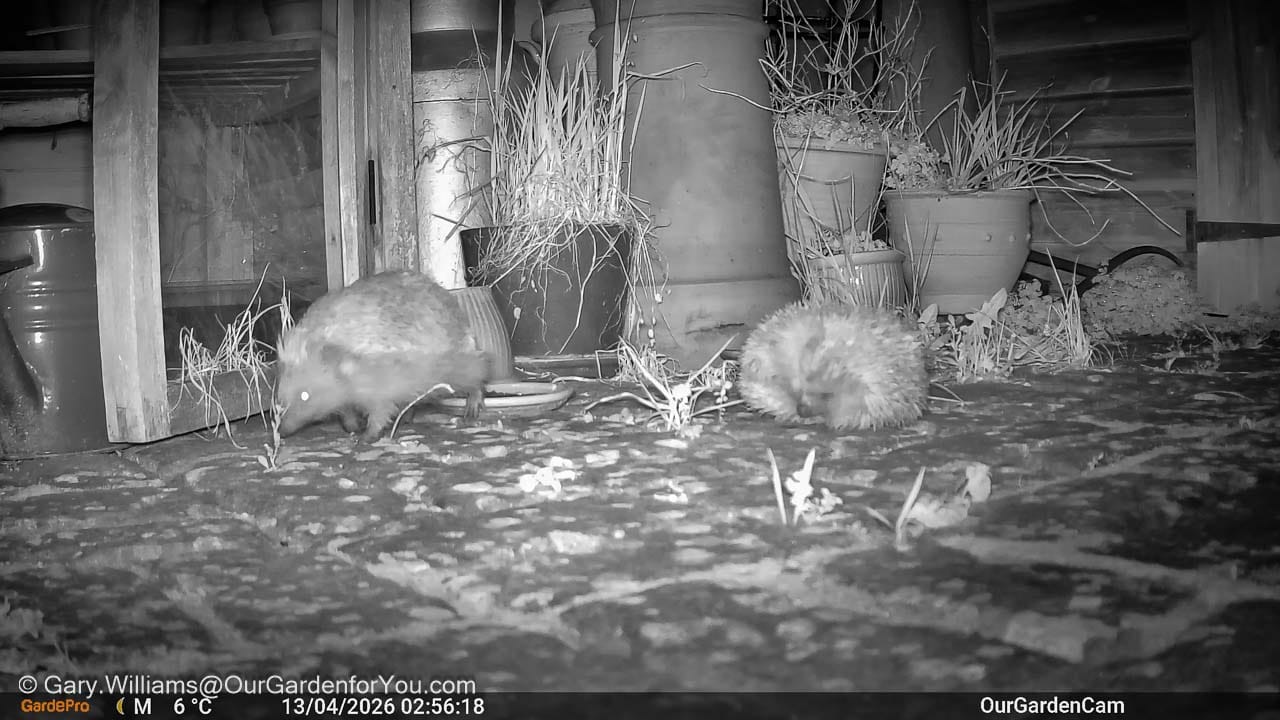 Two hedgehogs forage on a garden patio at night, captured on a wildlife camera in an English garden. This candid nocturnal scene highlights garden biodiversity and wildlife-friendly spaces.