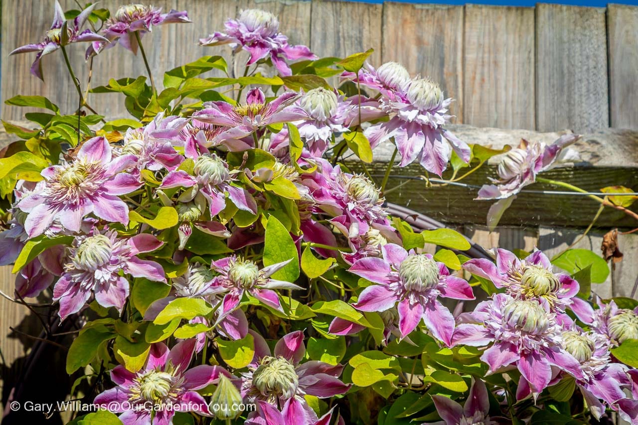 Featured image for “April 2026, Our Garden for You monthly roundup”