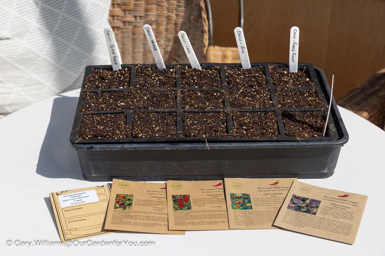 Chilli seeds sown in a seed tray with labelled varieties sit in fresh compost during a sunny spring gardening session. This April garden task captures the start of growing chillies from seed in an English cottage garden.