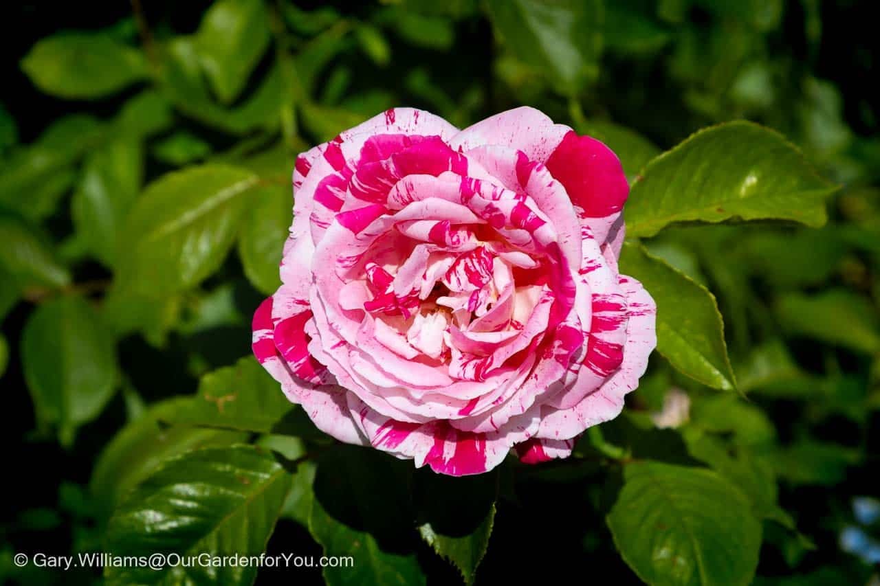 A striking pink-and-white striped rose blooms amongst glossy green foliage in a sunny cottage garden border. This close-up image captures the intricate petals and vibrant colours of one of the season's first rose flowers.
