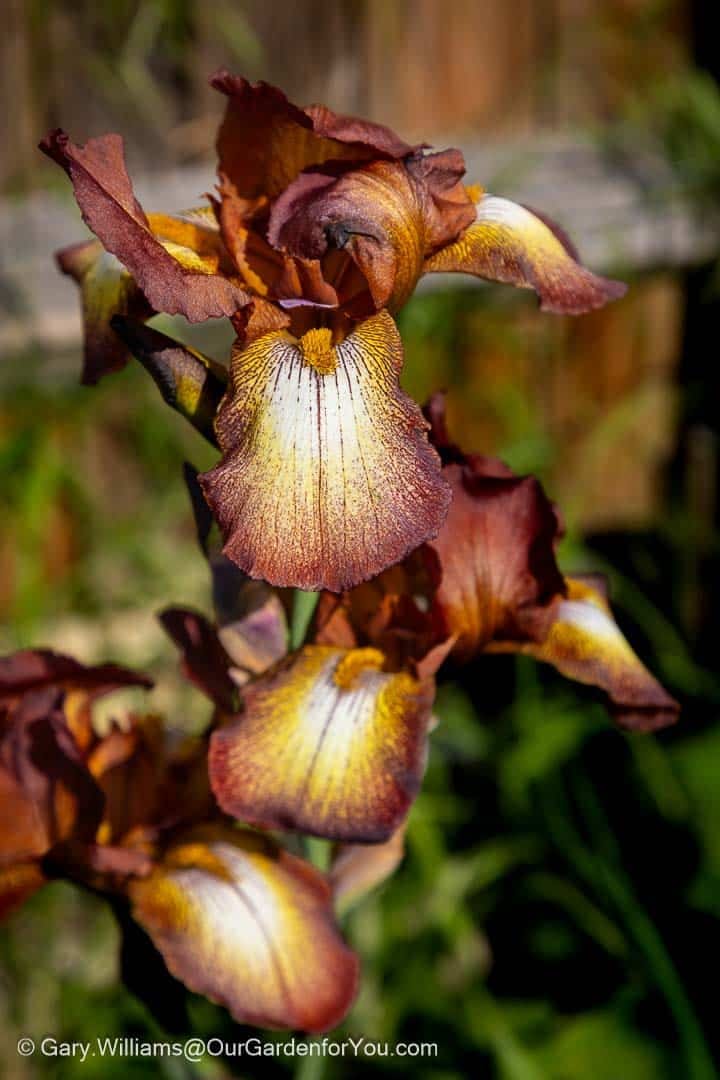 A richly coloured Kent Pride iris displays dramatic bronze, gold and cream petals in full bloom. This elegant bearded iris provides bold structure and warm tones within a traditional English garden setting.