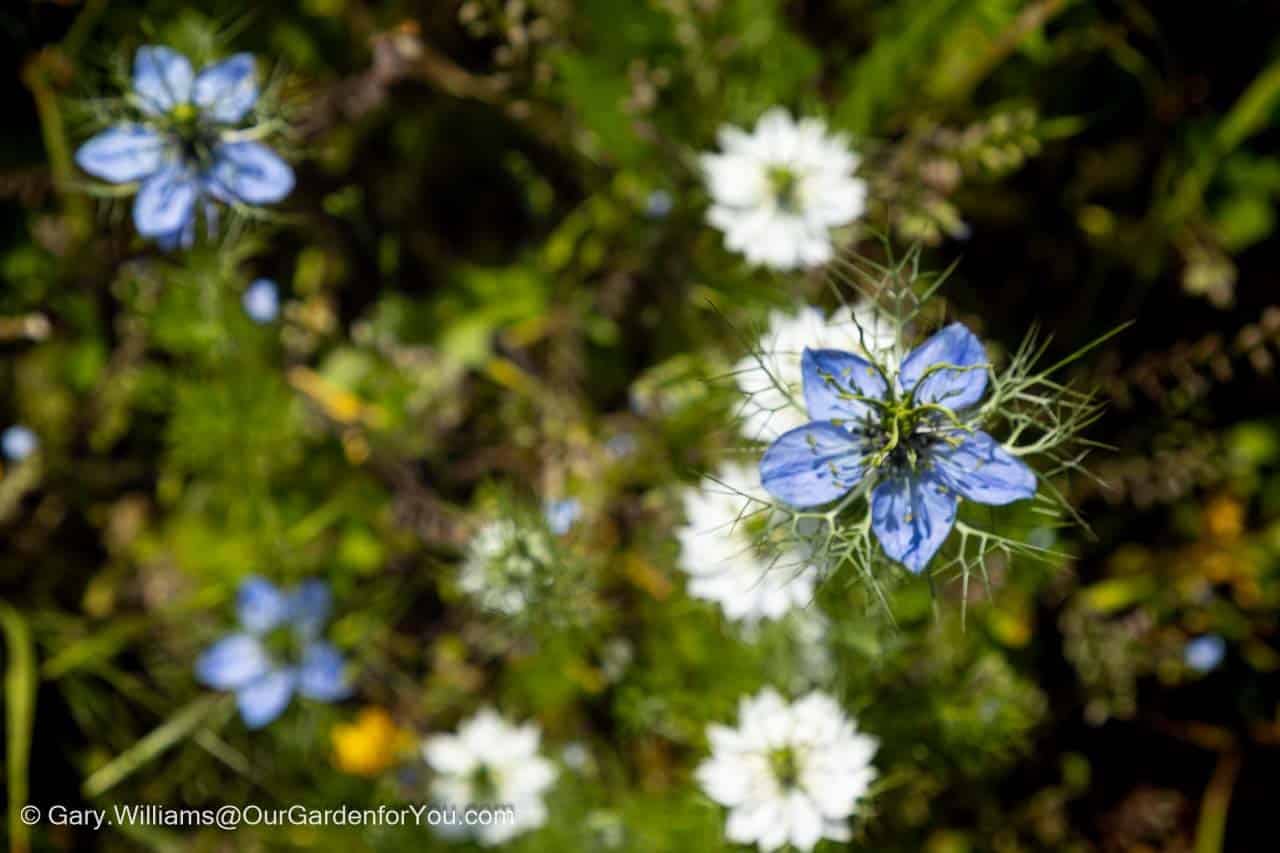 Blue and white Love-in-a-Mist flowers sway amongst feathery green foliage in a traditional English cottage garden. The soft-focus composition highlights the delicate beauty and airy texture of these charming summer annuals.