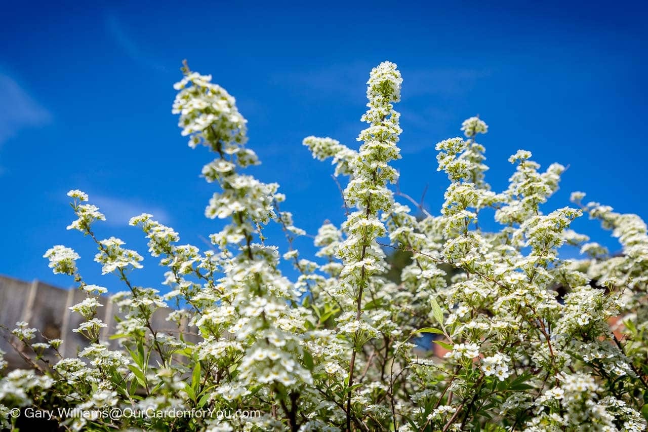 White spiraea flowers burst into bloom against a bright blue sky in a sunny spring garden. This flowering shrub creates a soft, frothy display typical of an English country garden in April.