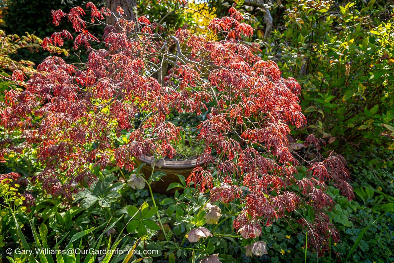 A delicate Acer palmatum dissectum displays finely cut red foliage cascading over a shaded garden border. This ornamental Japanese maple adds texture and rich colour to a peaceful cottage garden setting.