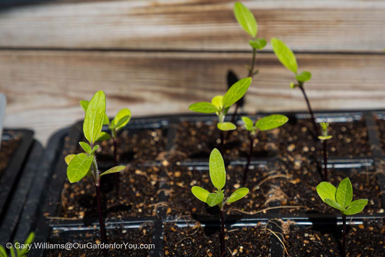 Young seedlings with fresh green leaves emerge from compost in a propagator tray during early spring growth. This close-up shows healthy plant starts, ideal for an April garden update.