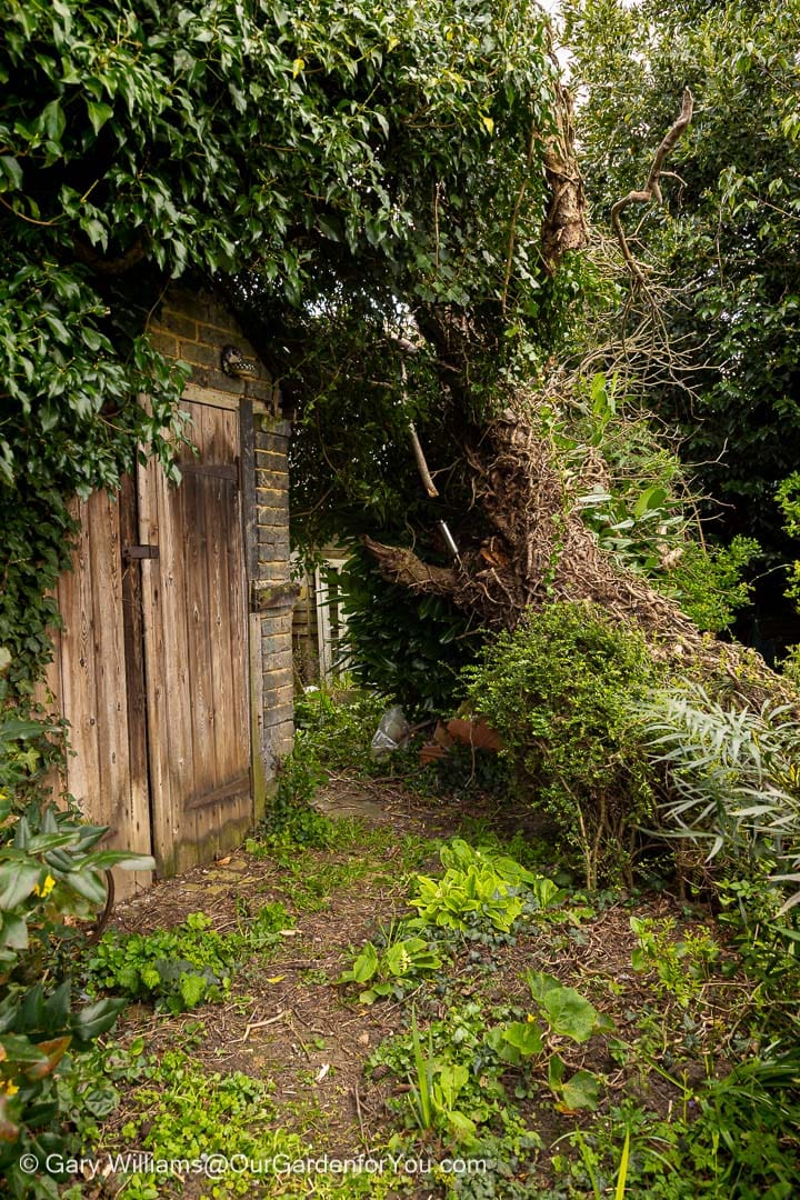 A fallen tree leans across a garden path beside a rustic wooden shed surrounded by lush greenery. This natural garden moment reflects seasonal change and maintenance in an English cottage garden.