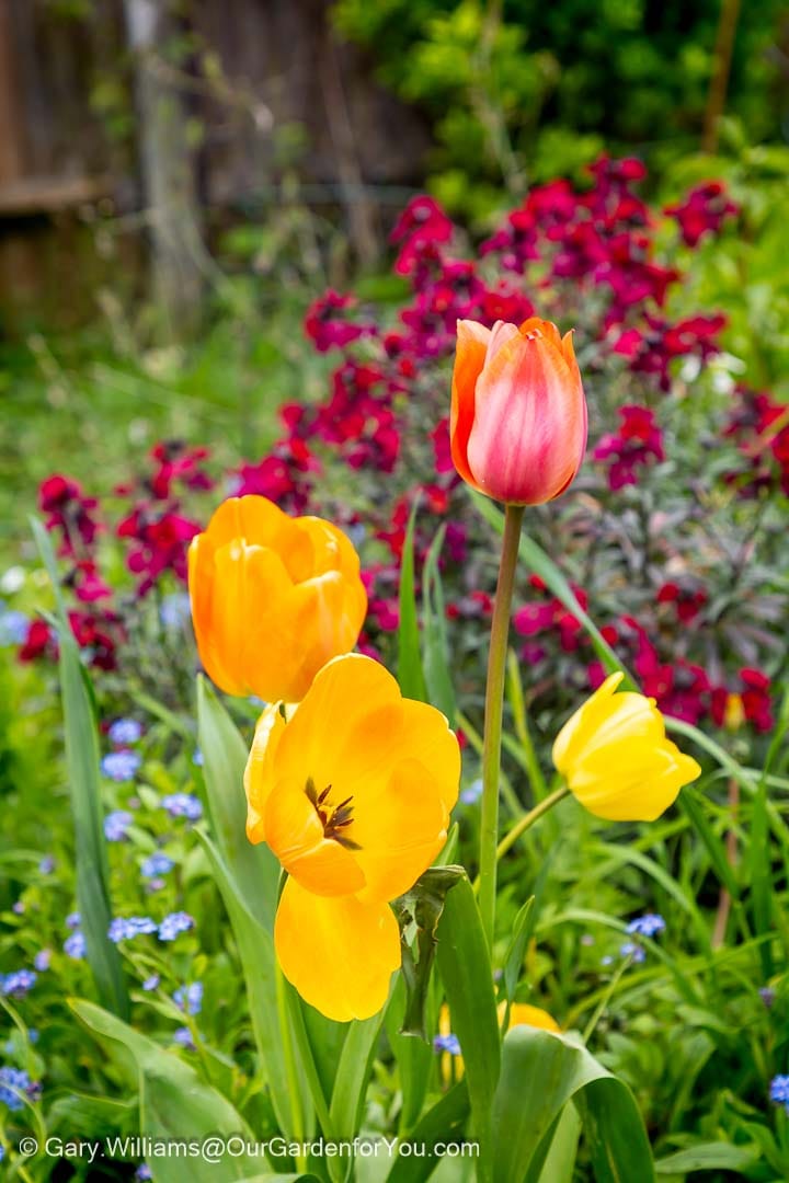 Bright yellow and pink tulips stand tall among red flowers and forget-me-nots in a lively spring garden bed. This joyful April planting showcases the colour and vibrancy of a cottage garden in full bloom.