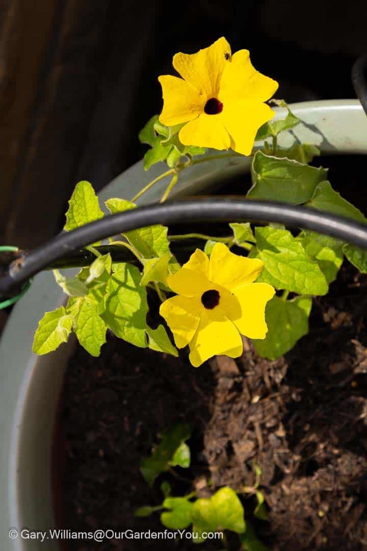 Bright yellow Black-Eyed Susan vine flowers bloom in a patio container, their dark centres standing out against fresh green foliage. This cheerful climbing plant adds vibrant summer colour to pots, containers and garden trellises in a sunny outdoor space.