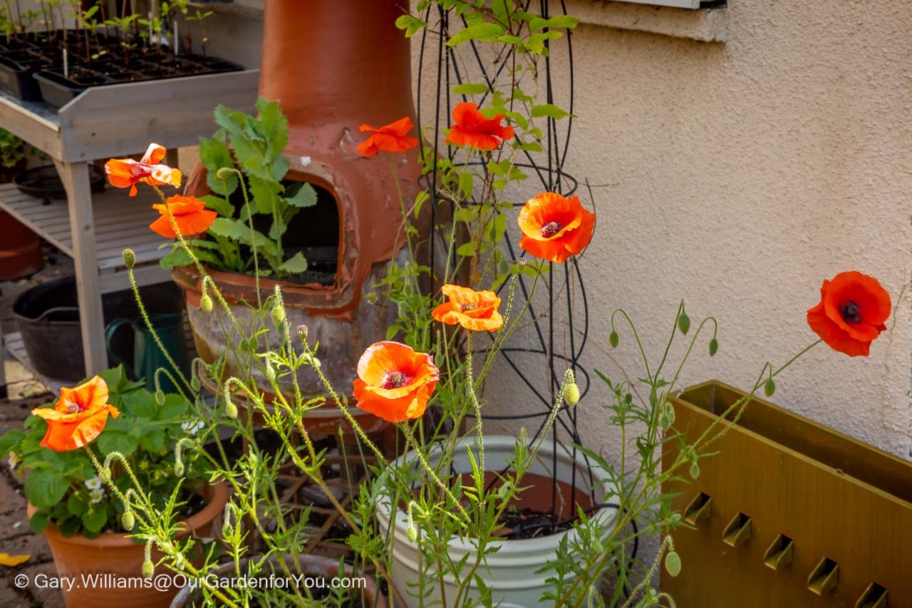 Brilliant scarlet wild poppies sway gently beside a rustic chiminea and patio planting, bringing vivid colour to the summer garden. These delicate annual flowers create a natural cottage garden feel while attracting bees and other beneficial pollinators.