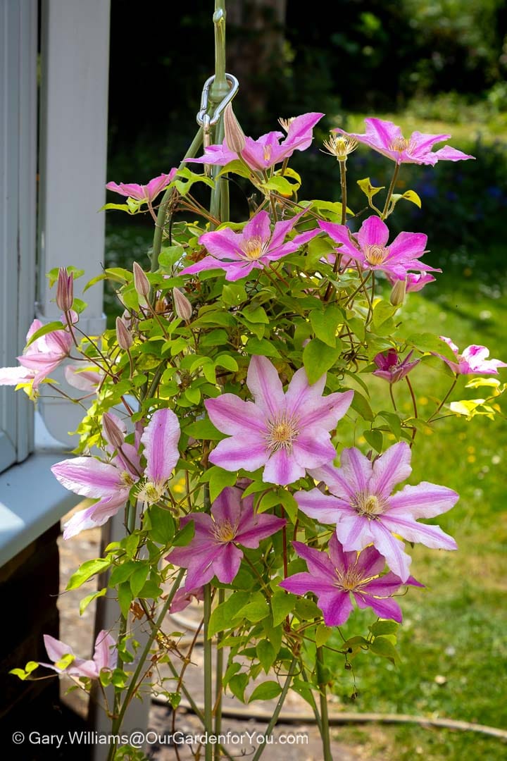 A stunning pink clematis climbs a garden support, covered with large star-shaped flowers and unopened buds in early summer. This vigorous flowering climber provides spectacular vertical colour and is a perfect feature for patios, pergolas and cottage gardens.