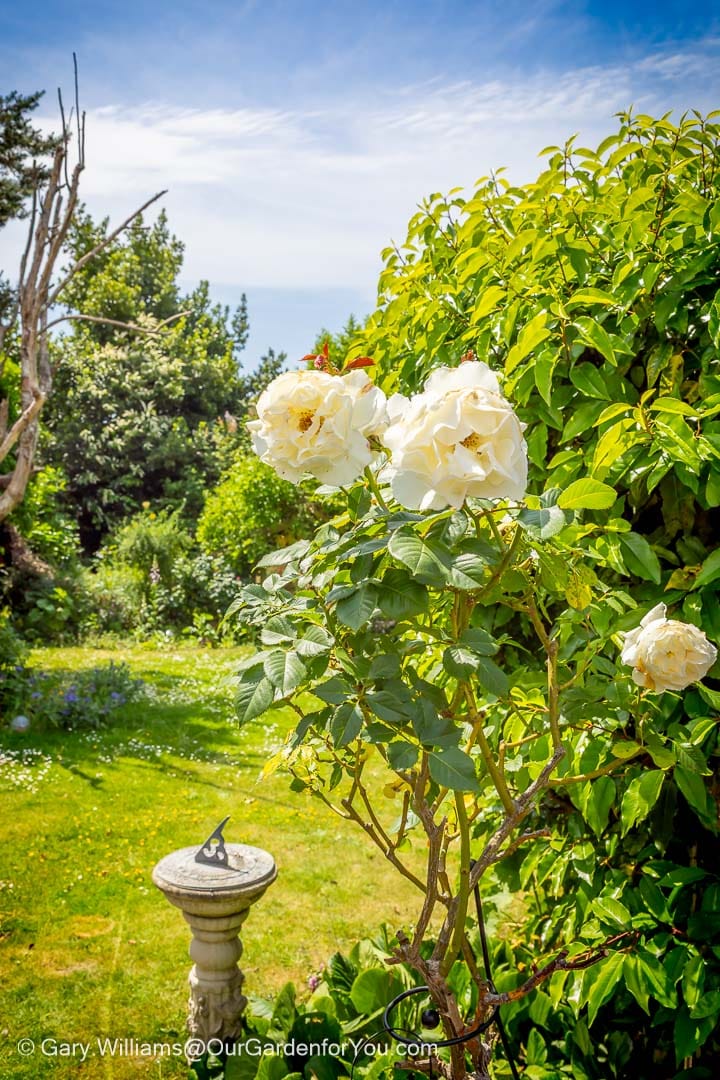 Elegant white blooms of the fragrant Turkish Delight rose stand proudly against a backdrop of lush greenery in a sunny English garden. This beautiful shrub rose brings timeless charm, sweet fragrance and classic cottage garden appeal to the summer landscape.