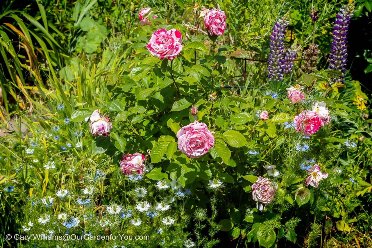A flourishing English cottage garden border filled with pink roses, blue and white Love-in-a-Mist, and colourful summer perennials creates a vibrant seasonal display. This lush June garden scene showcases natural planting, pollinator-friendly flowers and the relaxed beauty of a traditional country garden.