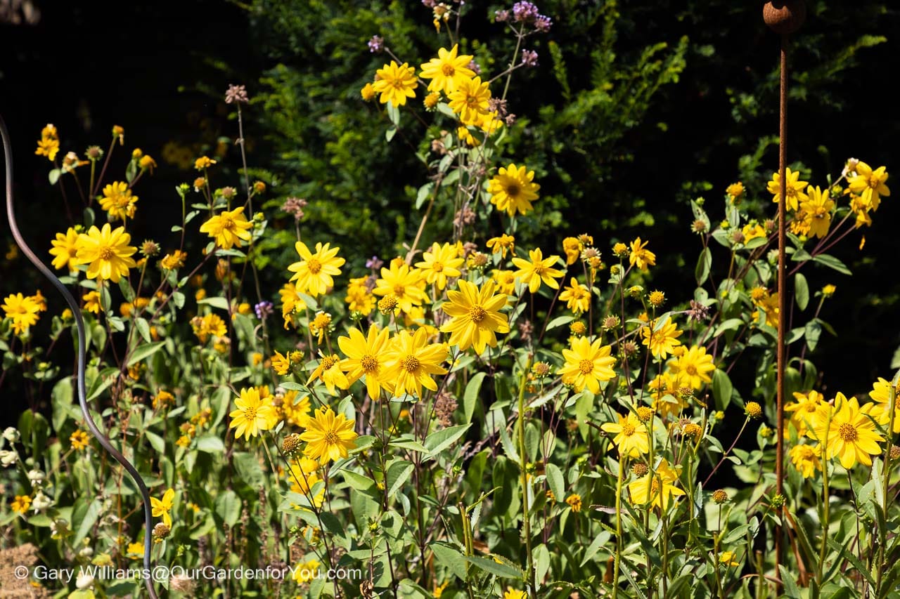 Bright yellow flowers provide a welcome splash of colour against the darker green foliage, keeping the garden looking vibrant as summer begins to move on.