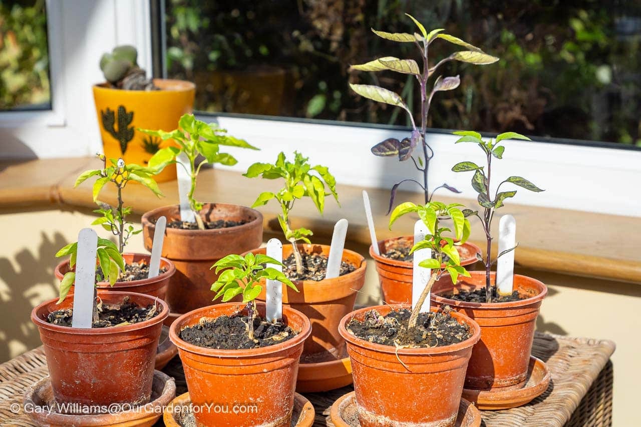A collection of young chilli plants soaking up the summer sunshine, although growth has been disappointing and the plants are clearly struggling to perform this season.