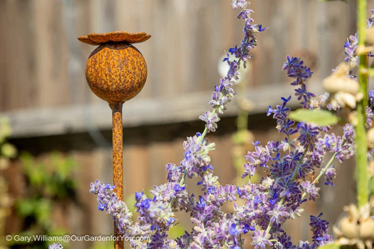 Featured image for “August 2026, Our Garden for You monthly roundup”