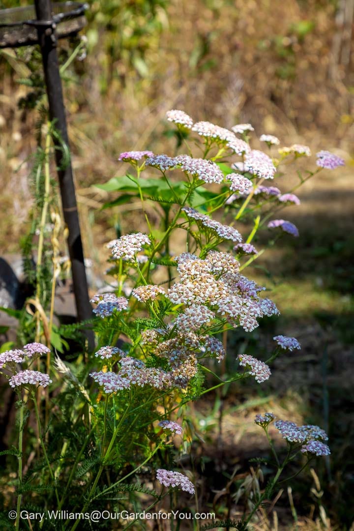 Soft pink and white Achillea flowers bring a delicate touch to the late-summer borders, their clusters of tiny blooms adding colour and texture to the garden.