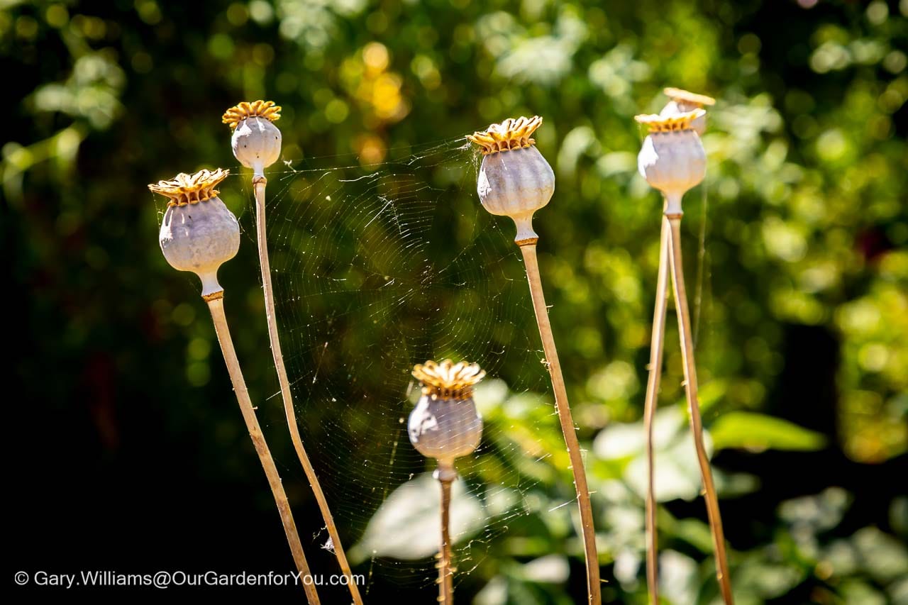 Architectural dried poppy seed heads stand amongst an intricate spider's web, creating a wonderfully delicate detail in the late-summer garden.