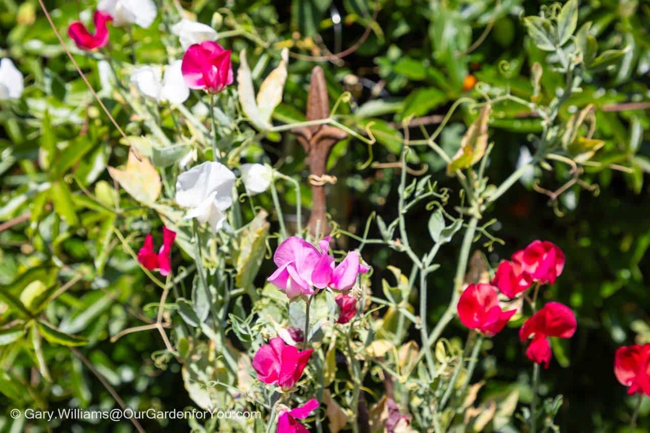 Pink, red and white sweet pea flowers climb through a garden support surrounded by lush summer foliage. These fragrant cottage garden favourites bring beautiful colour and traditional charm to an English country garden.