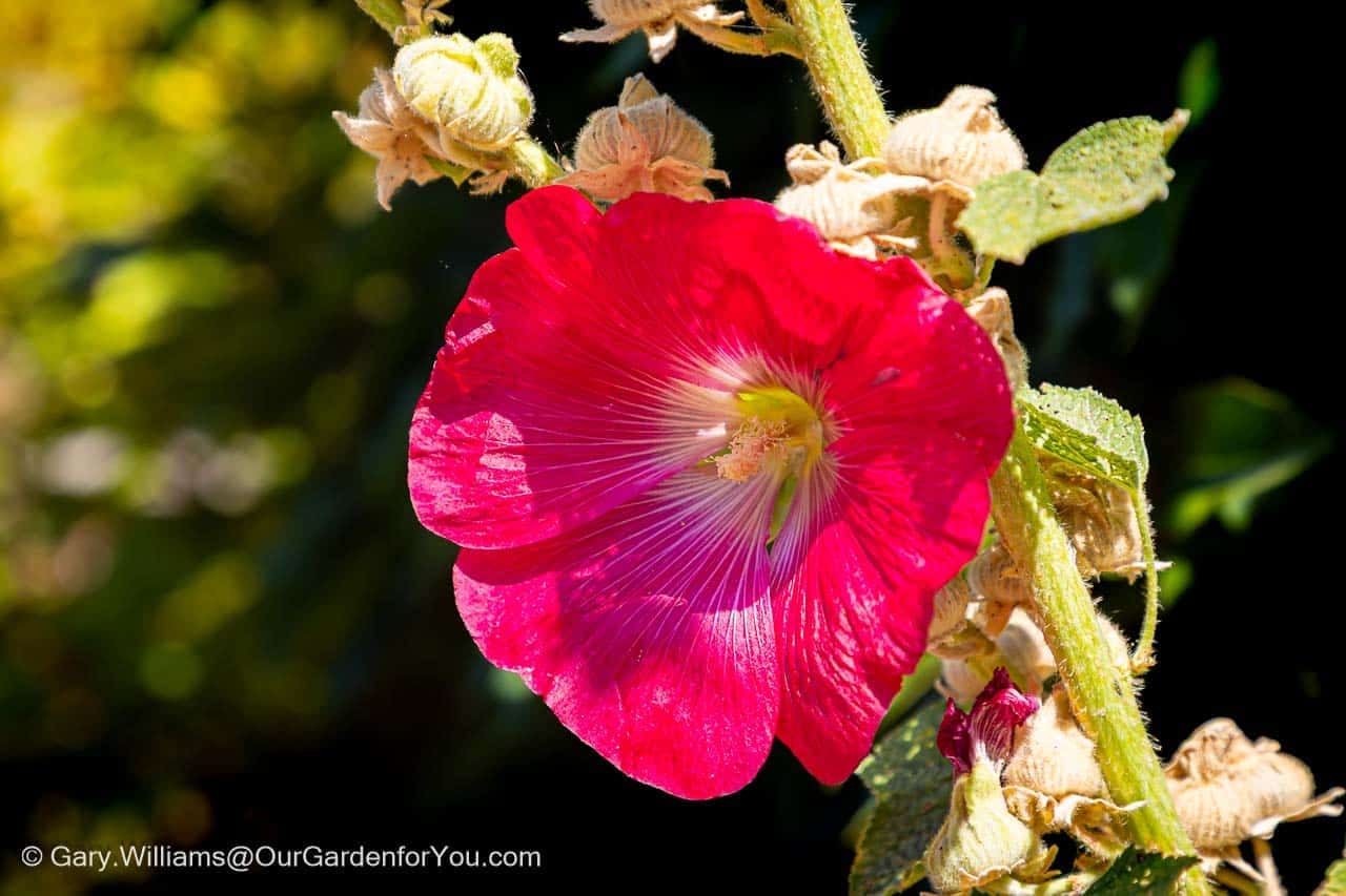 A beautiful deep-pink hollyhock catches the sunlight, one of the final flowers remaining as this classic cottage-garden favourite reaches the end of its display.