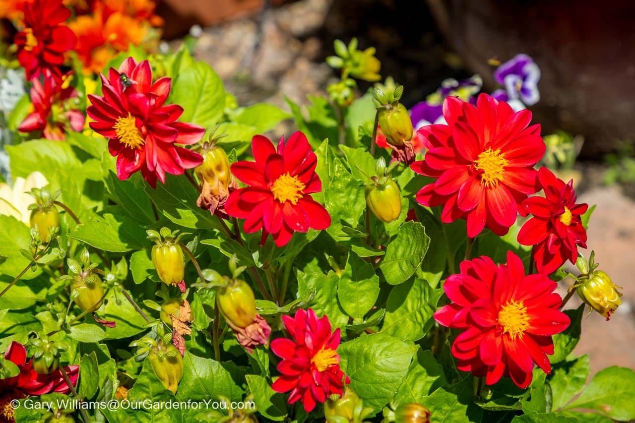 Vibrant red dahlias with golden-yellow centres bloom among rich green foliage in a colourful summer flower bed. These striking garden flowers create a vivid display of colour in the warm sunshine.