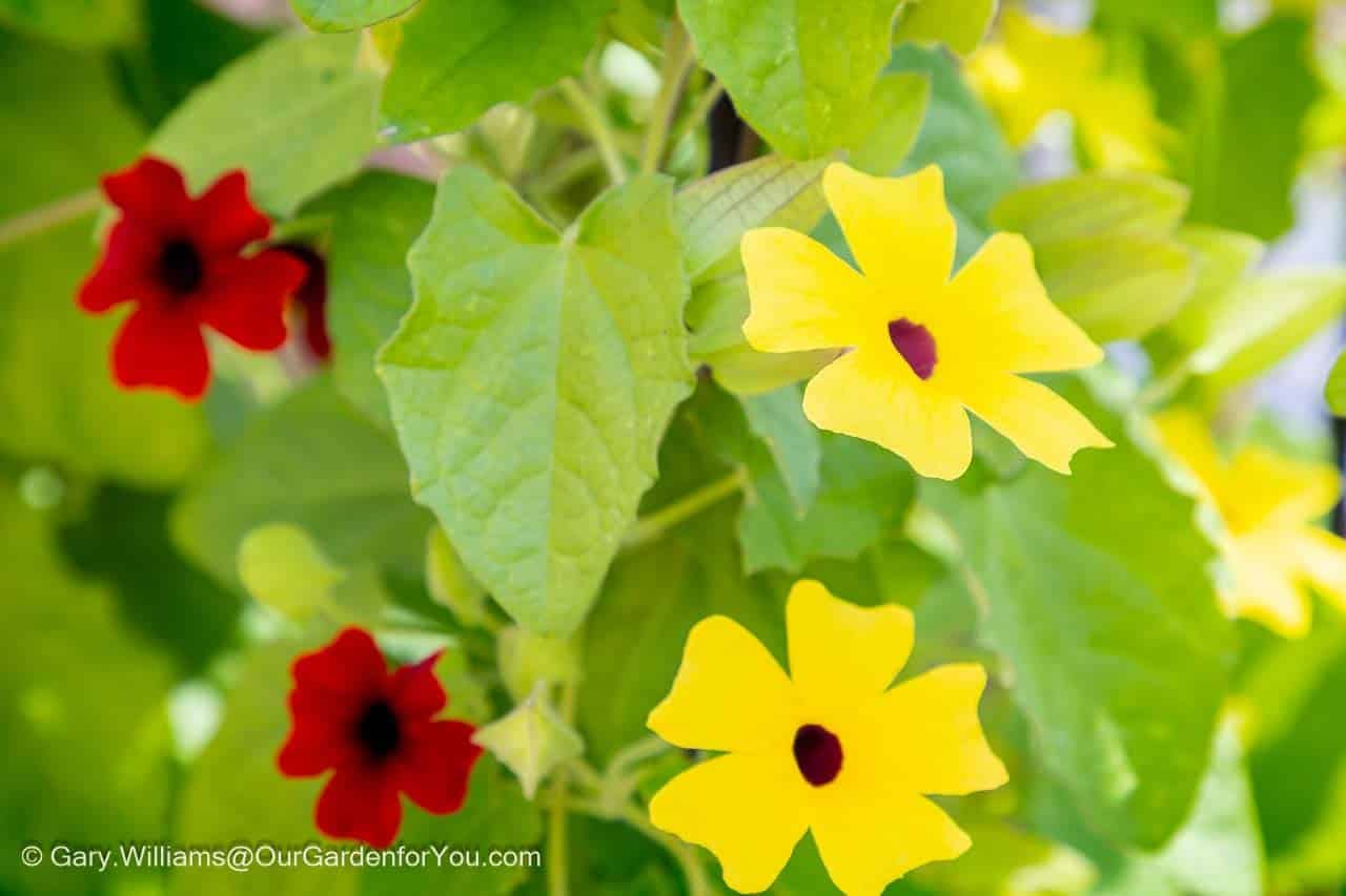 Bright yellow and deep red black-eyed Susan vine flowers bloom among lush green foliage in a colourful summer cottage garden. These vibrant climbing flowers add a striking splash of colour to an English country garden during July.