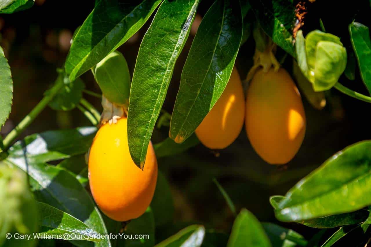 Ripening orange passionflower fruits hang beneath glossy green leaves in the summer sunshine. The colourful fruit provides an unusual tropical feature among the plants of an English cottage garden in July.