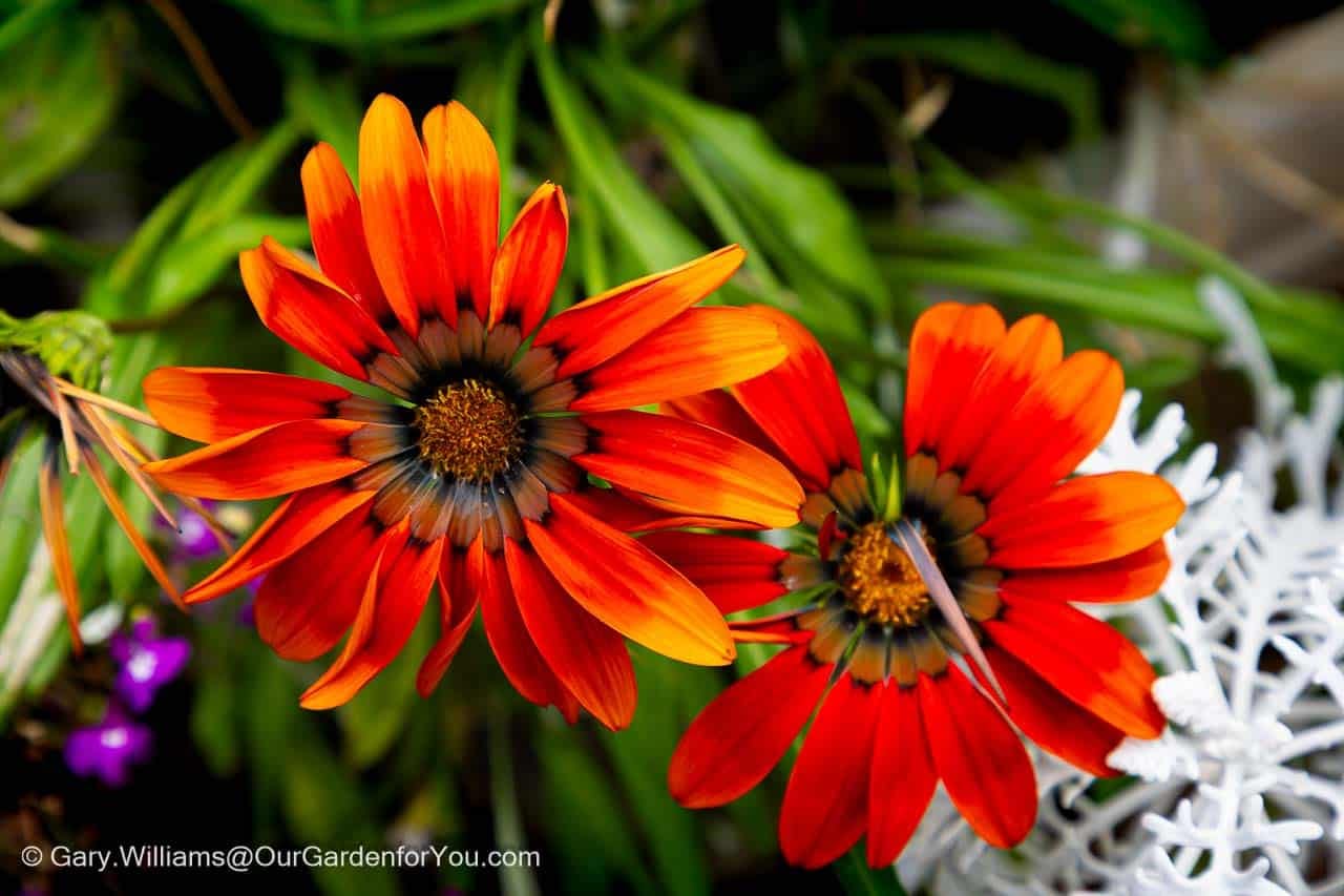 Featured image for “September 2026, Our Garden for You monthly roundup”
