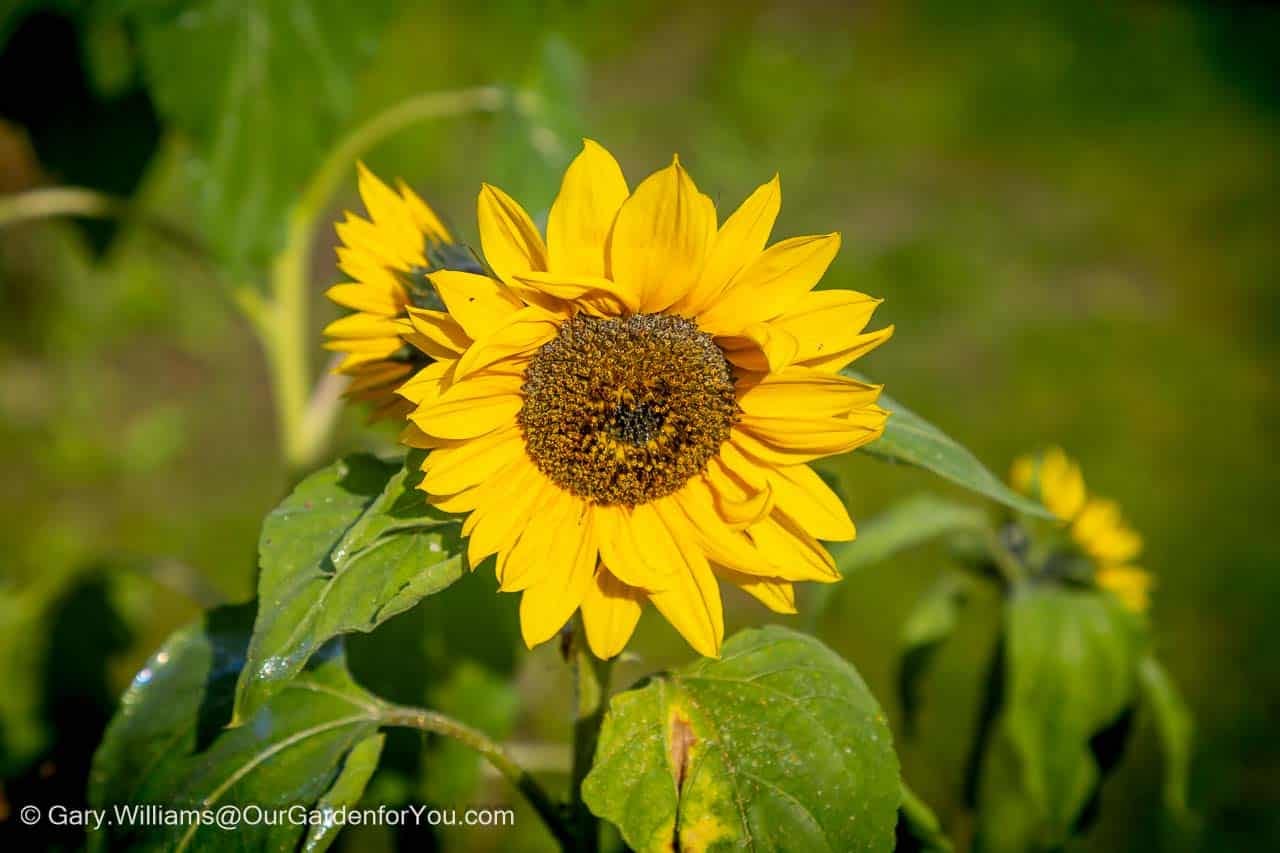Bright yellow sunflower enjoying the late summer sunshine during a September garden update in an English country garden.