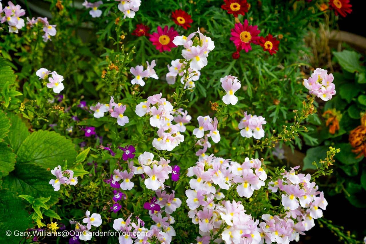 Colourful pink, white, purple and red flowers still blooming beautifully in late-summer pots in an English cottage garden.