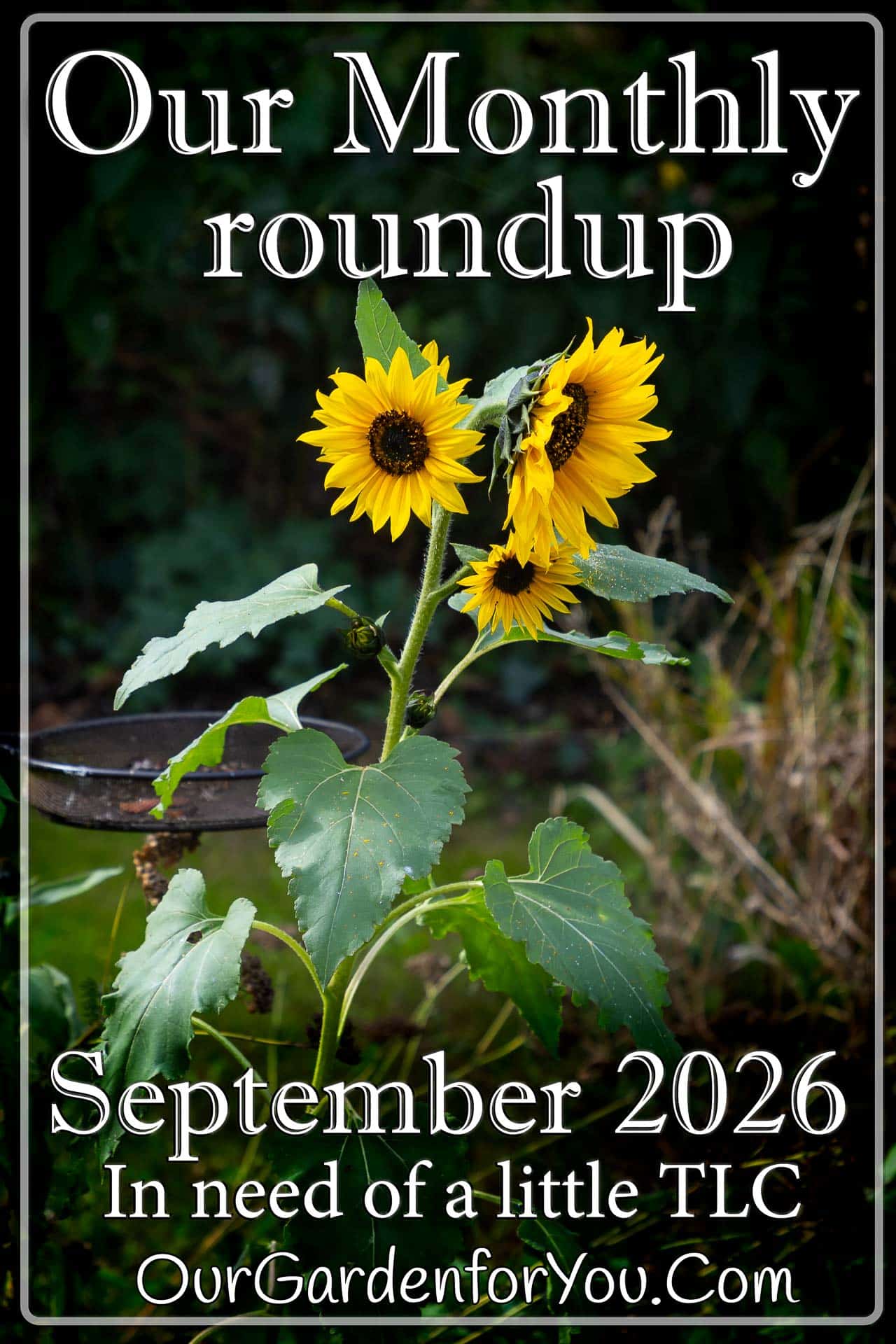 The pin image for our post - 'September 2026, Our Garden for You monthly roundup'
