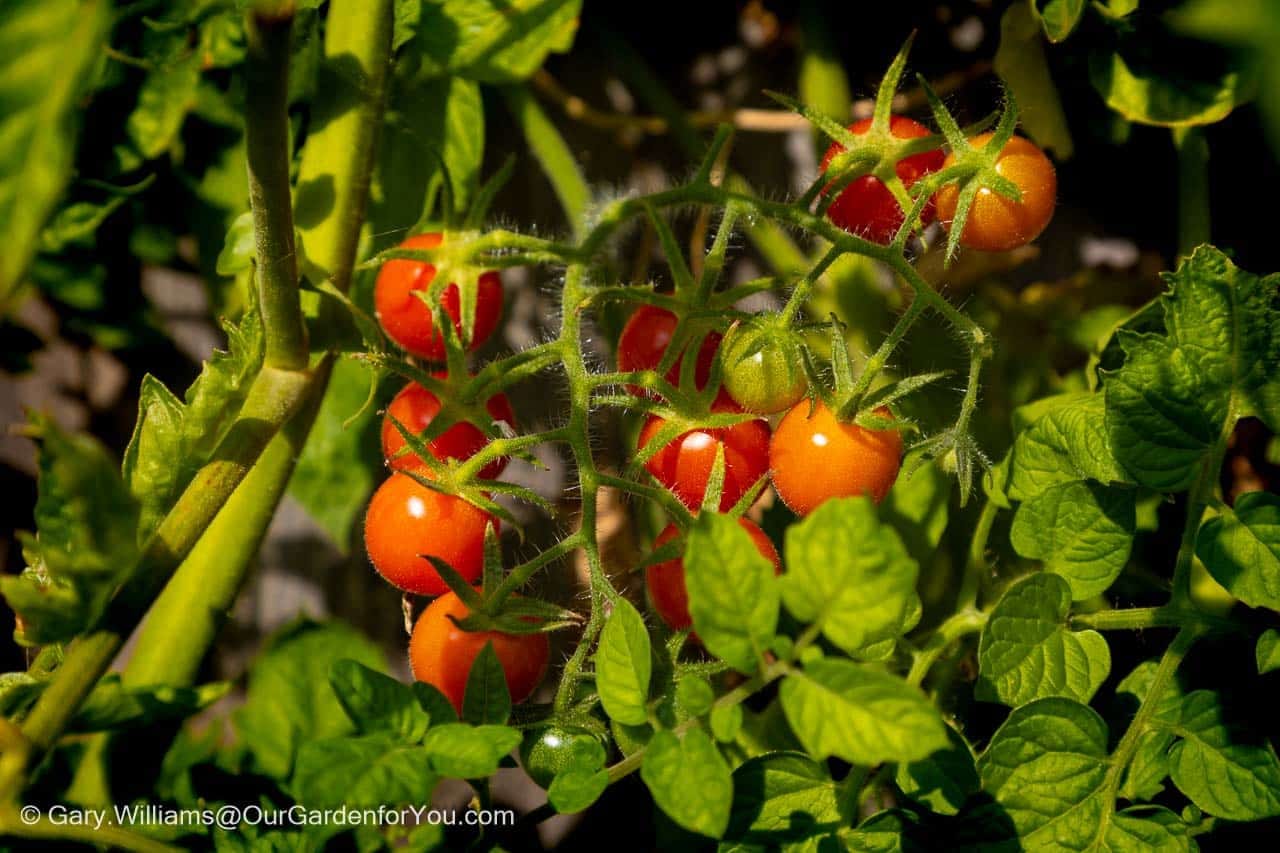 Clusters of ripe red and orange cherry tomatoes growing on the vine during the September harvest in an English kitchen garden.